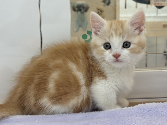 小粒な瞳に魅了されます♥マンチカンくん！