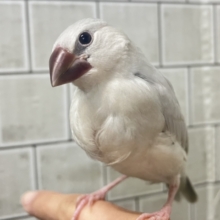 ✨最新画像✨白銀のツバサで🪽🩶ヨーソロー❕⚓️シルバー文鳥(2025年12月生まれ)