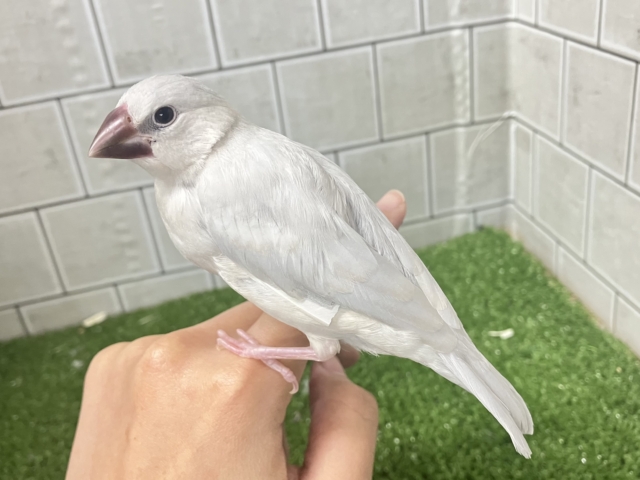 ✨最新画像✨白銀のツバサで🪽🩶ヨーソロー❕⚓️シルバー文鳥(2025年12月生まれ) シルバー文鳥