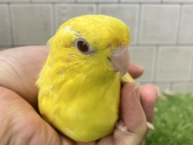 サザナミインコ