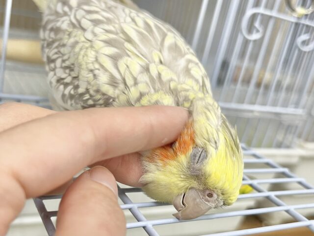 オカメインコ