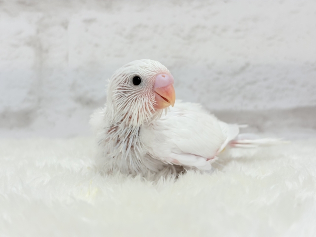 【最新画像更新🪄】にっこり笑顔が可愛すぎ♡♡セキセイインコ(ダブルファクター) ヒナ セキセイインコ
