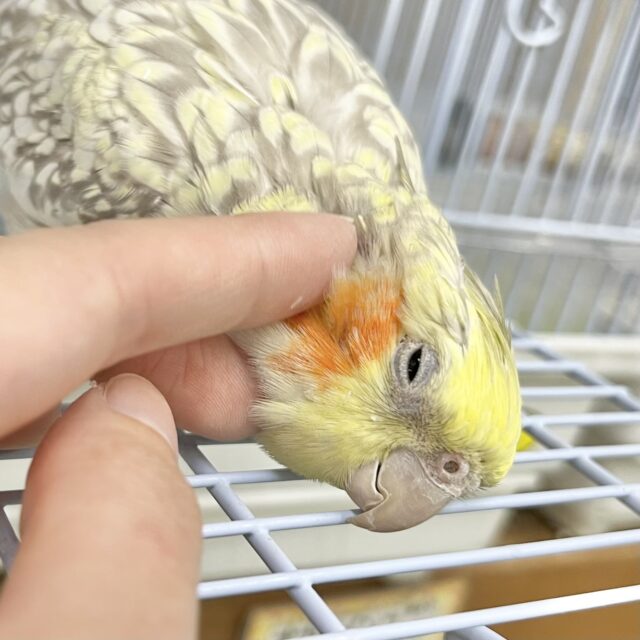 無限カキカキ所望します🎶　オカメインコ（シナモンパール）