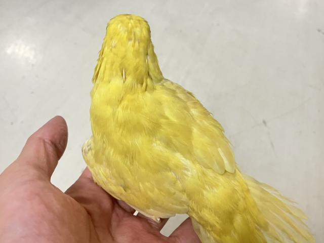 サザナミインコ