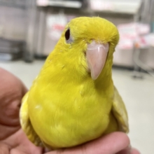 レースdeデコ🎀✧*｡オムレツ星人🛸🍳サザナミインコ(グレイウイングルチノー/2025年8月生まれ)