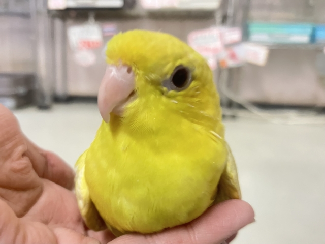 サザナミインコ