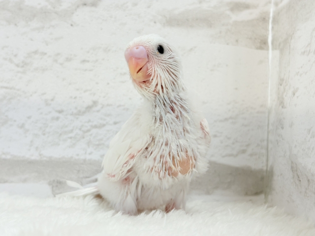 【最新画像更新🪄】にっこり笑顔が可愛すぎ♡♡セキセイインコ(ダブルファクター) ヒナ セキセイインコ