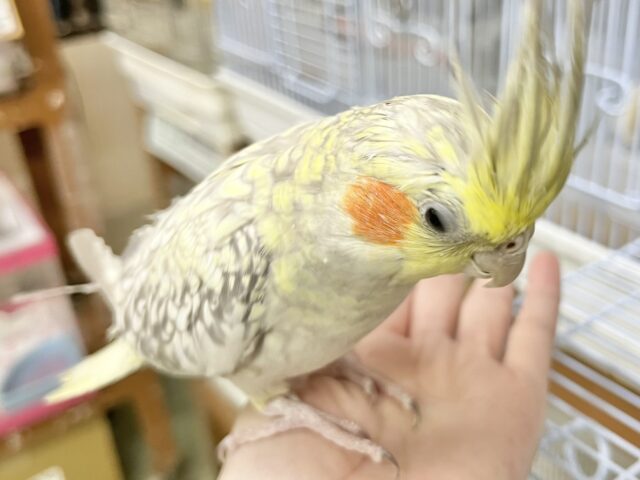 オカメインコ