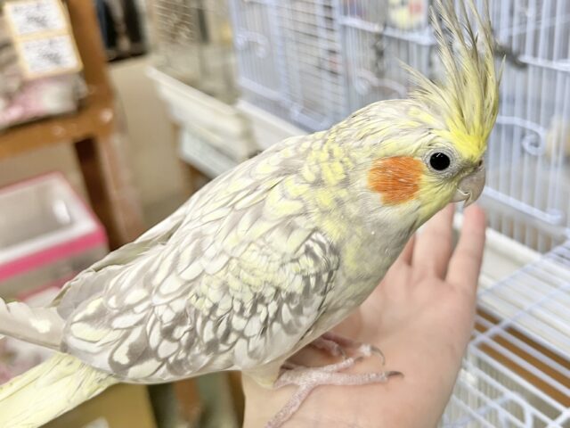 無限カキカキ所望します🎶 オカメインコ(シナモンパール) オカメインコ