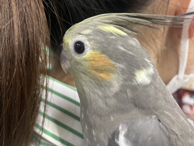 オカメインコ
