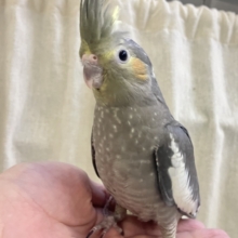 ✨最新画像✨鬼〜のパンツ風のタイツ〜👣⸒⸒🧦　オカメインコ(ノーマル/2025年12月生まれ)