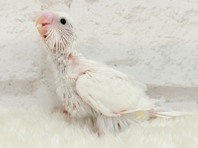 【最新画像更新🪄】にっこり笑顔が可愛すぎ♡♡セキセイインコ(ダブルファクター) ヒナ セキセイインコ