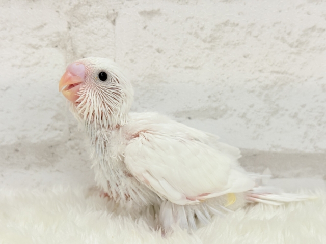 【最新画像更新🪄】にっこり笑顔が可愛すぎ♡♡セキセイインコ(ダブルファクター) ヒナ セキセイインコ