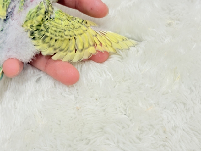 セキセイインコ
