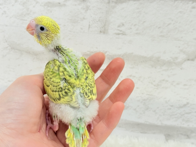 セキセイインコ