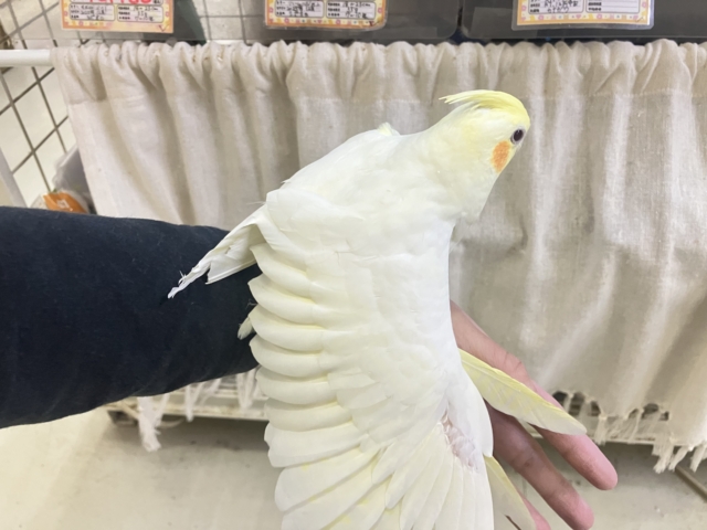 オカメインコ