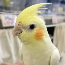 ✨最新画像✨もちもちSUN🌤️ほっぺにペタリ🍹🧡オカメインコ(ルチノー/2025年11月生まれ)