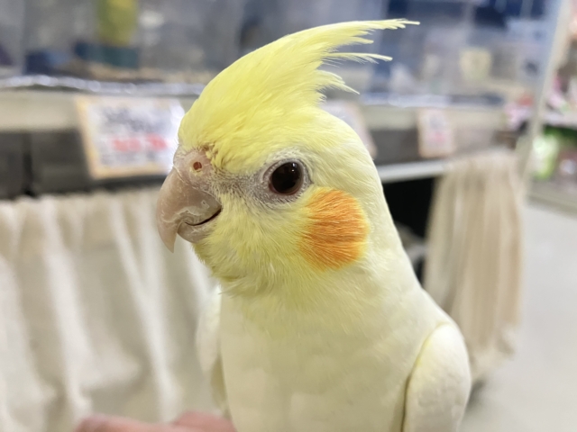 ✨最新画像✨もちもちSUN🌤️ほっぺにペタリ🍹🧡オカメインコ(ルチノー/2025年11月生まれ)