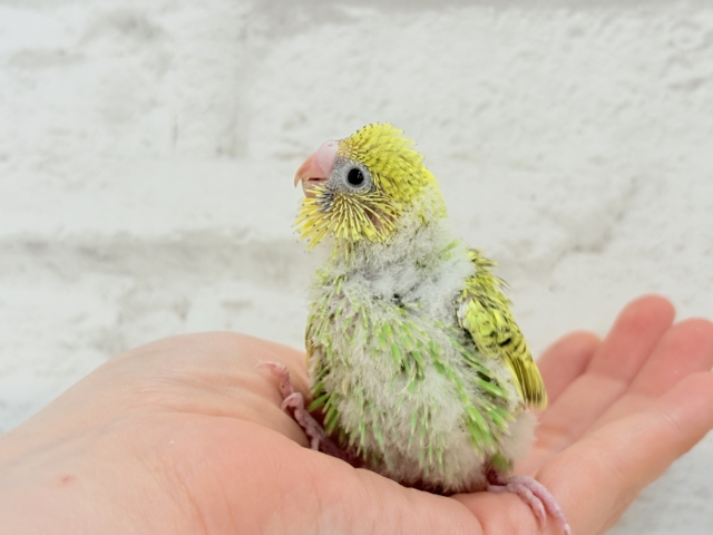 セキセイインコ