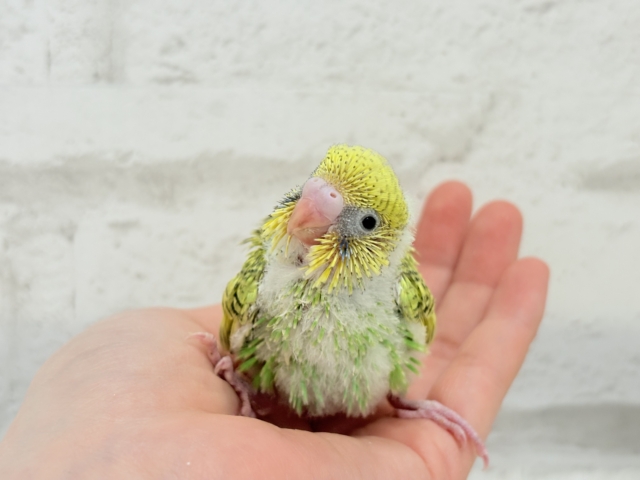 セキセイインコ