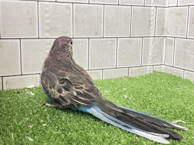 アキクサインコ（秋草インコ）