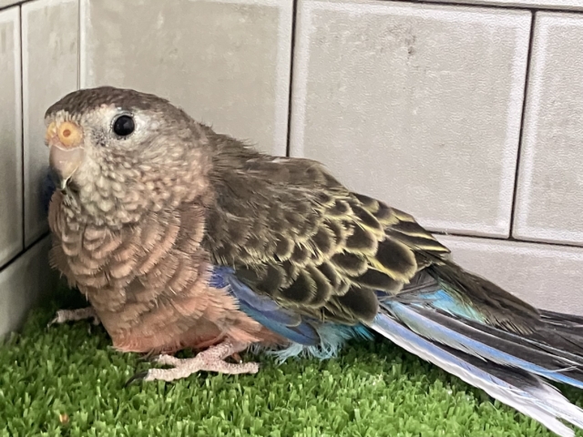 アキクサインコ（秋草インコ）