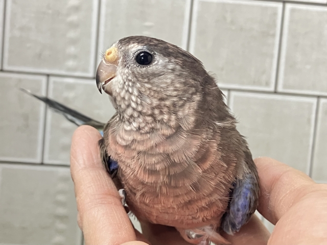 アキクサインコ（秋草インコ）