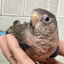 恋のヒミツ❕️Berryにキュン🍓♬.*ﾟアキクサインコ(ノーマル/2025年4月生まれ)