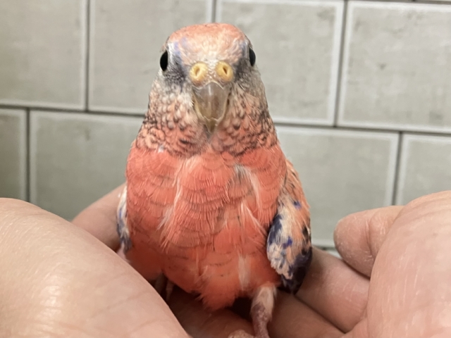 アキクサインコ（秋草インコ）