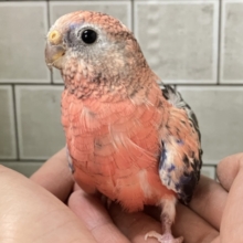 ふわふわふ〜な💭🎀エレガンスPEACH🥀🍑✧*｡‪アキクサインコ(ローズ/2025年2月生まれ)