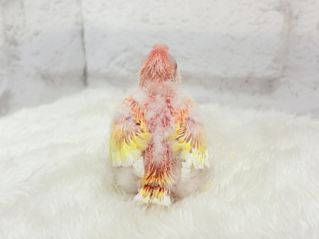 桃、桃、桃色天使🐥🩷アキクサインコ(ルビノー) ヒナ アキクサインコ(秋草インコ)