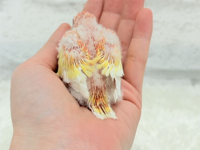 桃、桃、桃色天使🐥🩷アキクサインコ(ルビノー) ヒナ アキクサインコ(秋草インコ)