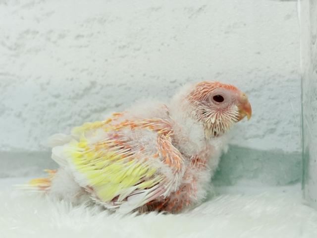 桃、桃、桃色天使🐥🩷アキクサインコ(ルビノー) ヒナ アキクサインコ(秋草インコ)