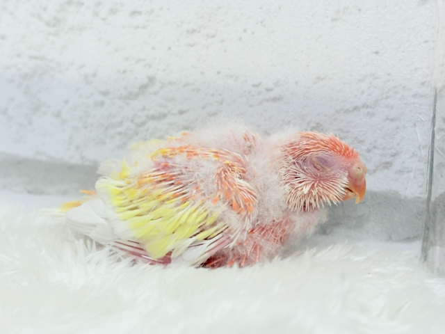 桃、桃、桃色天使🐥🩷アキクサインコ(ルビノー) ヒナ アキクサインコ(秋草インコ)