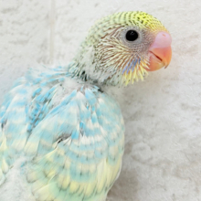 フレッシュソーダ🐥🍭🫧セキセイインコ(パステルレインボースパングル) ヒナ