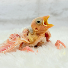 裸ん坊天使🐣🤍白文鳥 ヒナ