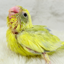 不思議カラー🐣🫛🪅わくわく上昇中~♩♩マメルリハ(パイド系) ヒナ