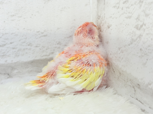 桃、桃、桃色天使🐥🩷アキクサインコ(ルビノー) ヒナ アキクサインコ(秋草インコ)