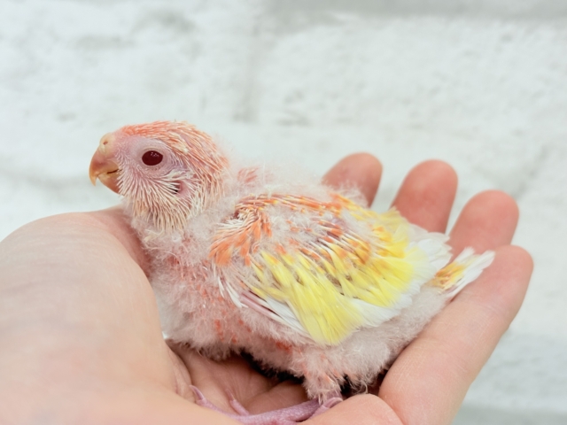 桃、桃、桃色天使🐥🩷アキクサインコ(ルビノー) ヒナ アキクサインコ(秋草インコ)