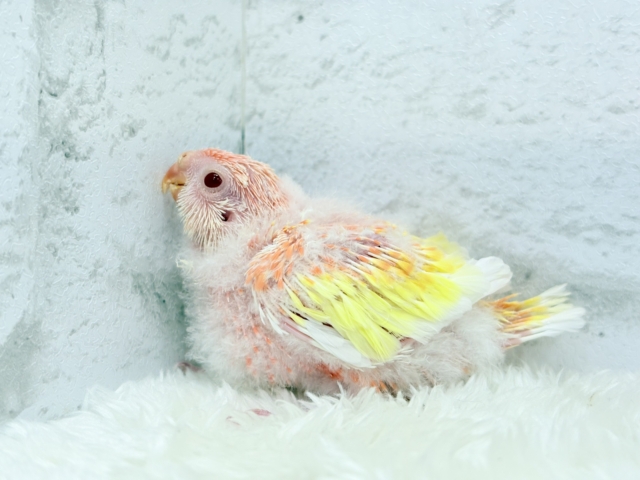 桃、桃、桃色天使🐥🩷アキクサインコ(ルビノー) ヒナ アキクサインコ(秋草インコ)