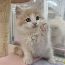 美形男子のお出ましぃ〜♡サイベリアンくん！