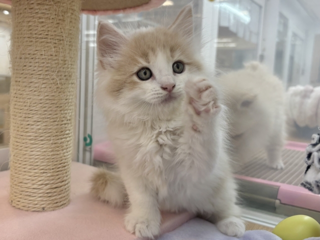 美形男子のお出ましぃ〜♡サイベリアンくん！