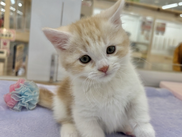 小粒な瞳に魅了されます♥マンチカンくん! マンチカン