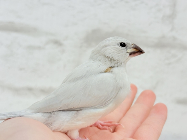 シルバー文鳥