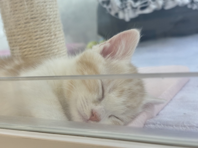 小粒な瞳に魅了されます♥マンチカンくん! マンチカン