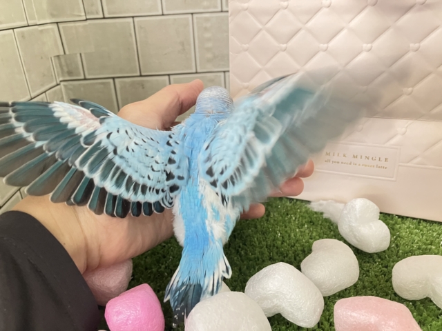 セキセイインコ