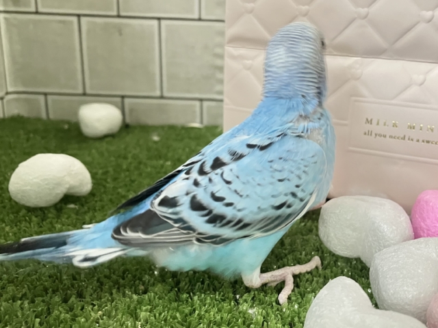 冬のソライロ❕ポカポカに愛す〜❔🍨🤍セキセイインコ(ブルーオパーリン/2026年1月上旬生まれ) セキセイインコ