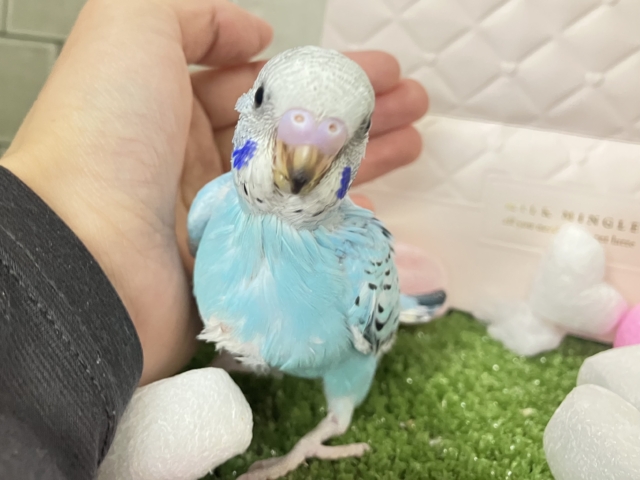 冬のソライロ❕ポカポカに愛す〜❔🍨🤍セキセイインコ(ブルーオパーリン/2026年1月上旬生まれ) セキセイインコ