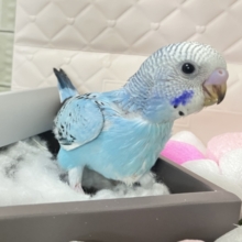 冬のソライロ❕ﾎﾟｶﾎﾟｶに愛す〜❔🍨🤍セキセイインコ(ブルーオパーリン/2026年1月上旬生まれ)