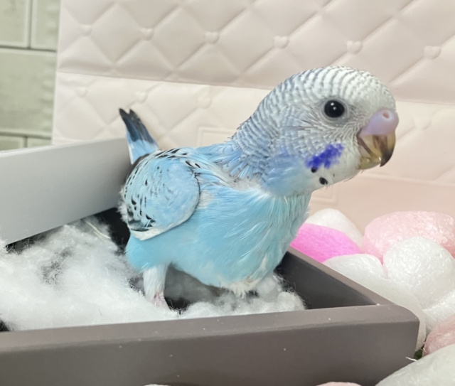 冬のソライロ❕ﾎﾟｶﾎﾟｶに愛す〜❔🍨🤍セキセイインコ(ブルーオパーリン/2026年1月上旬生まれ)